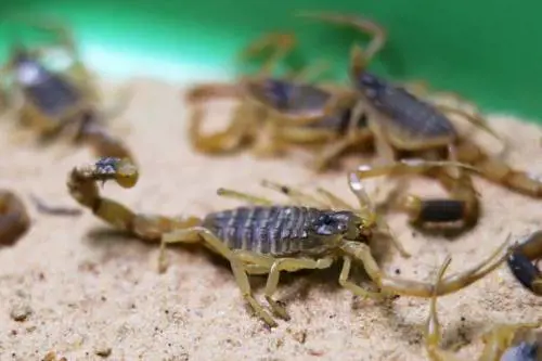 L'assedio degli scorpioni: 500 in ospedale