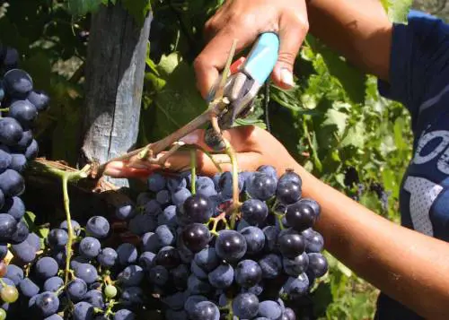 Volano le vendite del Brunello di Montalcino