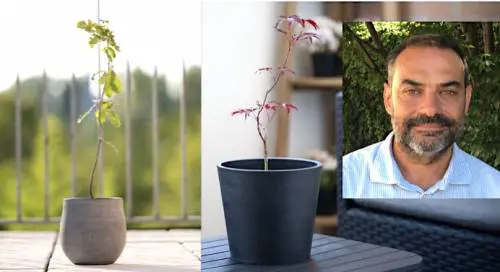 Made expo, piante e alberi da balcone per case e città green