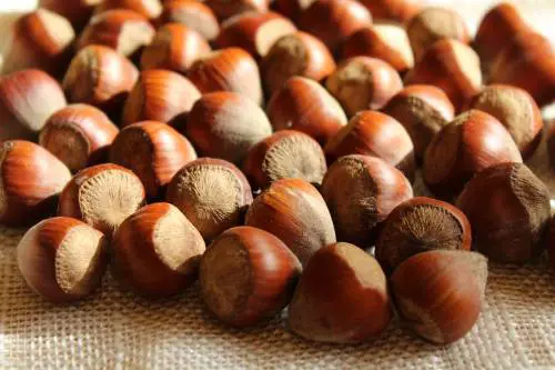 Le nocciole, tutti i buoni motivi per mangiarle