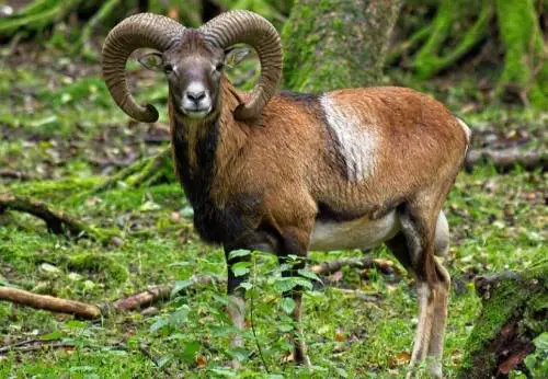 In Toscana si litiga sui mufloni da abbattere (o da salvare)