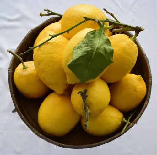 Cedro: fonte di vitamina A e C è l'agrume per eccellenza in autunno