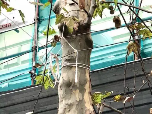 Luminarie al Vomero: "Il problema è che sono ancorate agli alberi"