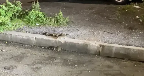 Non solo cinghiali, Roma ostaggio dei topi: oltre 400 segnalazioni in 60 giorni