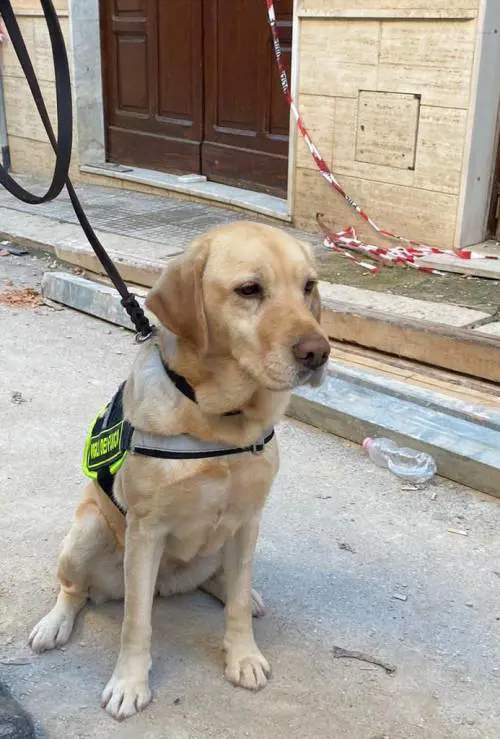 Ravanusa, chi è Luna, il Labrador che ha ritrovato i cadaveri