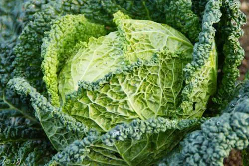 Verza: tutte le curiosità sulle sue caratteristiche benefiche