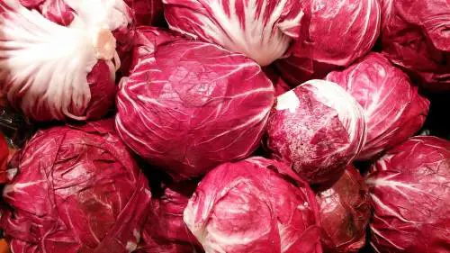 Radicchio: tutti i motivi per cui fa bene al nostro organismo