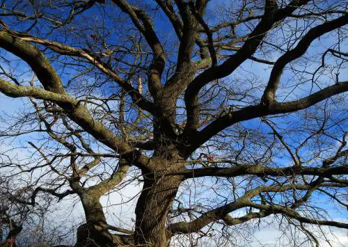 La quercia delle streghe in Toscana tra storia, fiaba e leggenda