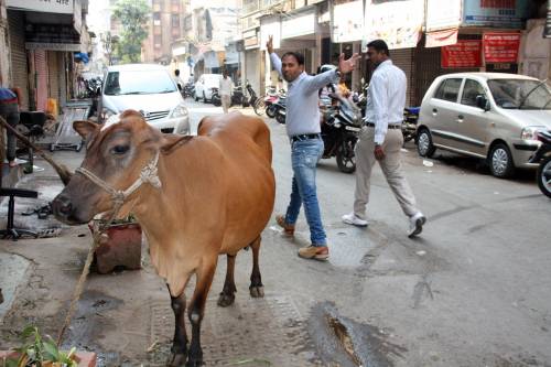 Sorpreso ad urinare vicino a una mucca: i passanti lo pestano