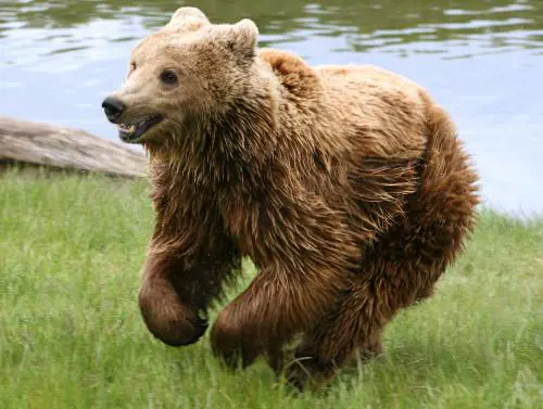 Orrore allo zoo: getta figlia di 3 anni nel recinto dell'orso
