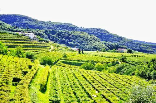 Verona, la città circondata da colline e vigneti