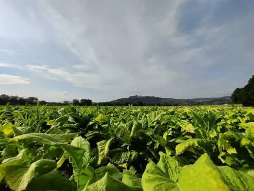 Agritech e sostenibilità: Philip Morris punta sulle start-up per innovare la filiera del tabacco