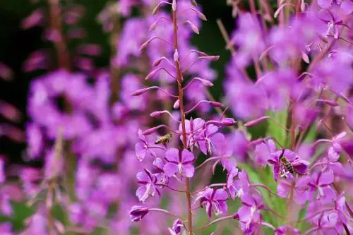 Epilobio, la pianta erbacea che fa bene al sistema urinario