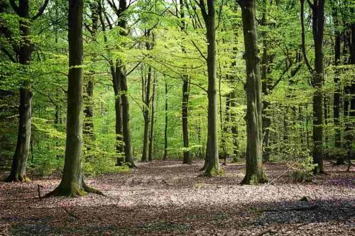 Via libera al faggio italiano per l'edilizia in legno