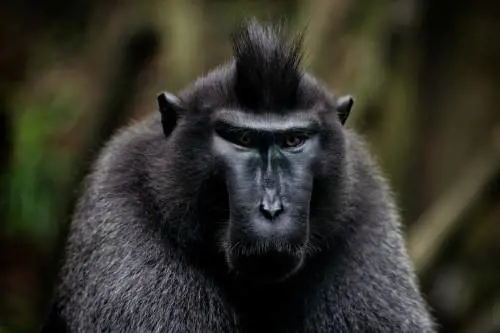 I veri assi dei videogiochi? I macachi