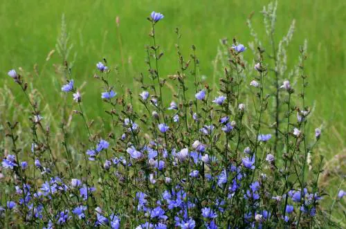 Cicoria: l'amaro dagli ottimi benefici per la salute