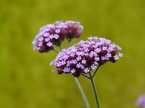 Verbena, proprietà e benefici della pianta anti ansia
