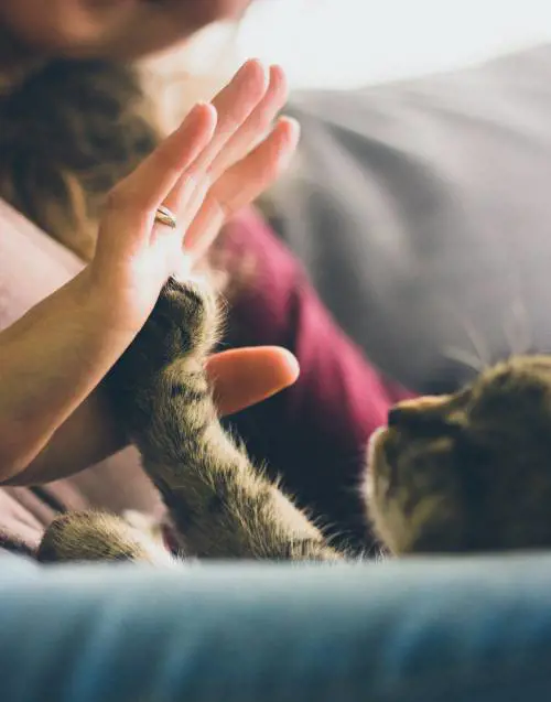 Cani e gatti malati? Ora il veterinario li visita da remoto