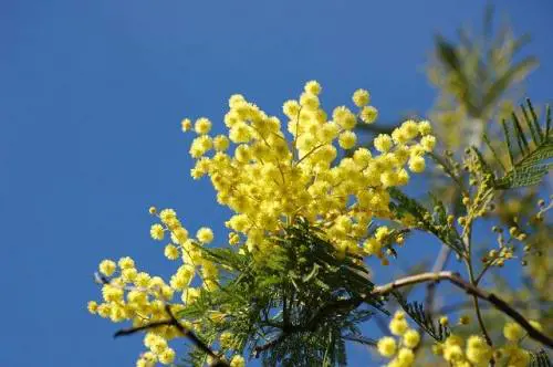 Mimosa, proprietà e benefici del fiore amico della pelle
