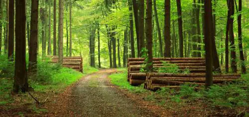 Foreste, una proposta per la gestione sostenibile in Italia