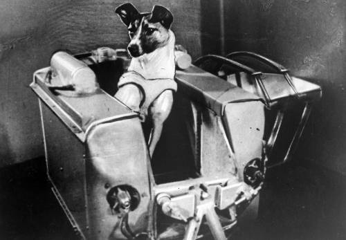 Lo Sputnik 2 e quei quattro giorni di Laika: così morì nello spazio