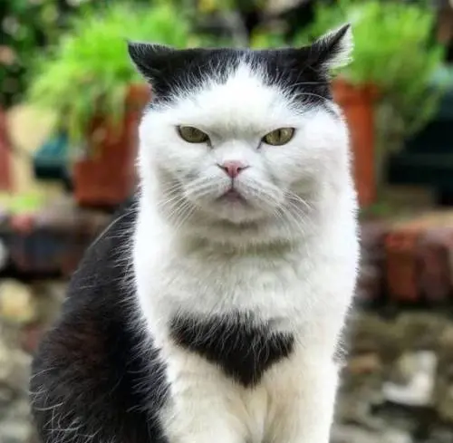 Seppia, il gatto di Boccadasse, è malato. E la colpa sarebbe dei turisti