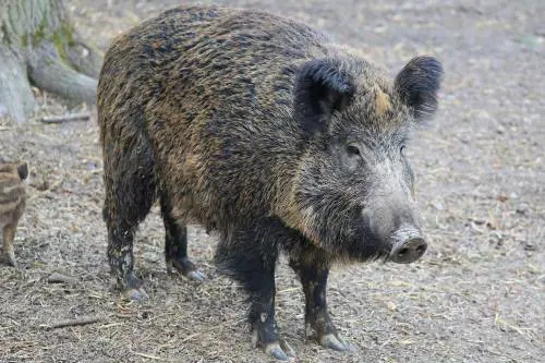 Cambia il sindaco ma i cinghiali restano