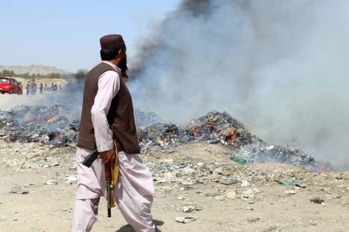 I talebani avviano una campagna per eradicare il papavero da oppio