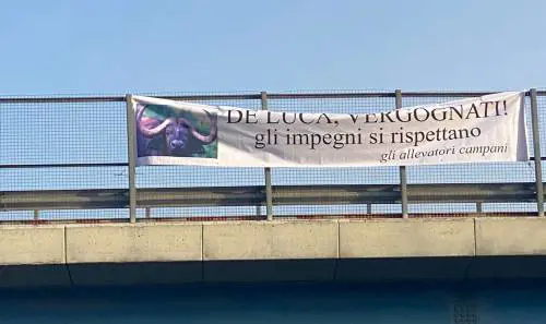 Cartelli e slogan contro il governatore De Luca: "Giù le mani dalle bufale"