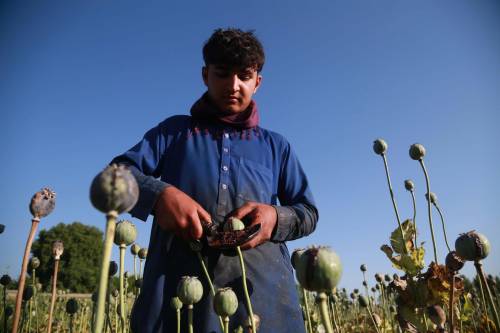 I talebani bandiscono l'oppio dall'Afghanistan