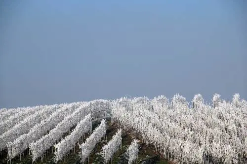 Vino e gelate primaverili: una antichissima sfida tra l’uomo e la natura