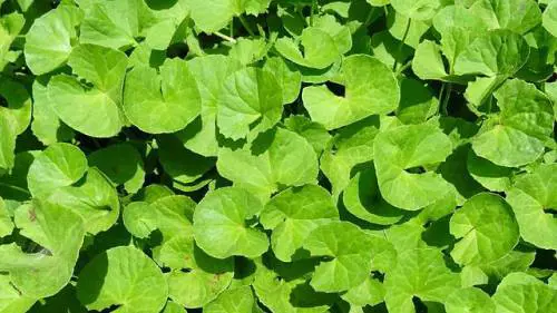 Centella asiatica, proprietà e benefici preziosi