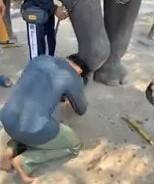 Picchia un elefante: costretto a "inginocchiarsi e a chiedergli scusa"