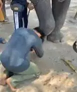 Picchia un elefante: costretto a "inginocchiarsi e a chiedergli scusa"