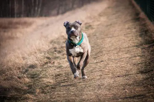 Orrore a Bari, bimbo di un anno aggredito dal pitbull di famiglia: è grave