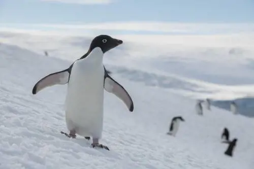 L'ufficio postale più remoto del mondo assume. L'unico requisito: saper contare i pinguini