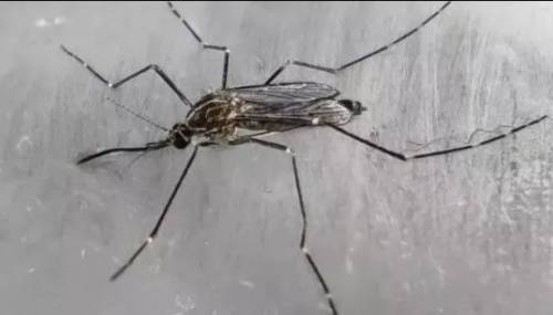 È allarme per la zanzara "aliena": "Può invadere queste zone"