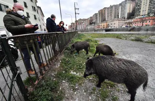 Roma invasa dai cinghiali? La colpa è delle ghiande, non dei rifiuti