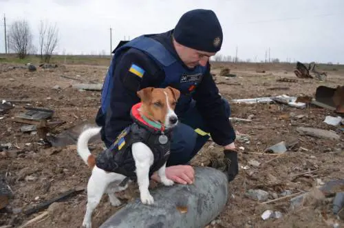 Patron, il cane sminatore che ha già scovato 300 ordigni