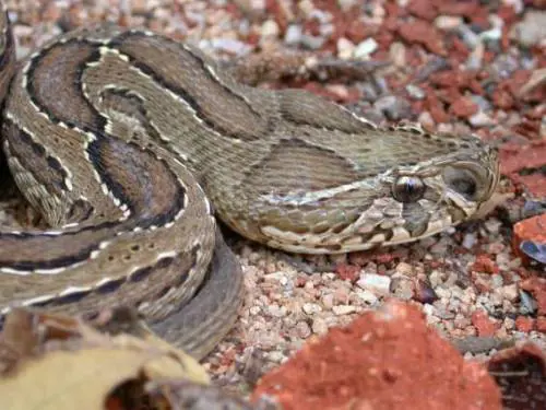 India, mangia una focaccia e vi trova pelle di serpente