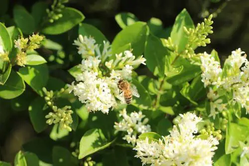 Propoli, proprietà e benefici dell'antibiotico naturale