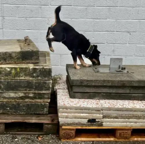 Un cane detective durante l'addestramento