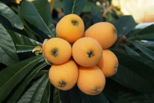 Nespole: i dolci frutti dalle tante proprietà benefiche