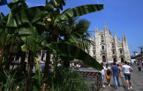Addio alle palme in piazza Duomo (dopo cinque anni)