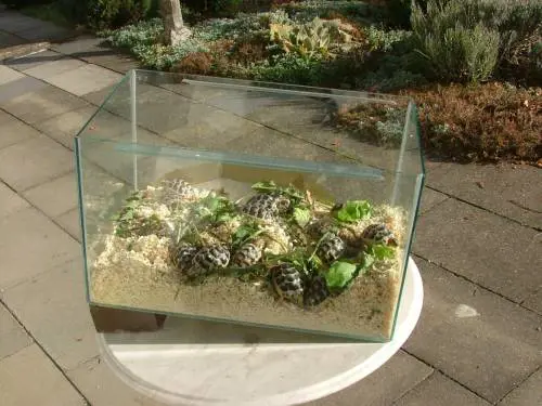 Foto d'archivio (wikipedia)