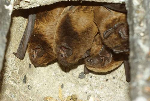 Bat box per i pipistrelli anti-zanzare