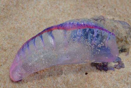 A Catania appare la "medusa killer": è la Caravella portoghese