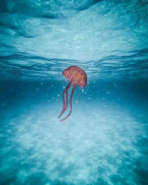 Allarme meduse sullo Ionio. "Ecco perché aumentano"
