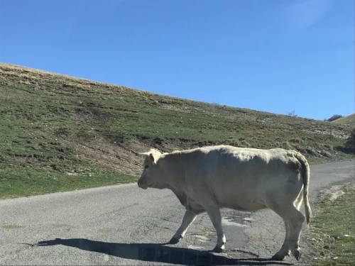 Mucca attraversa una strada di campagna
