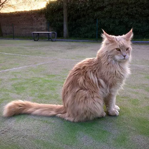 "Divorata dai suoi gatti", l'orrore dell'allevatrice morta in casa